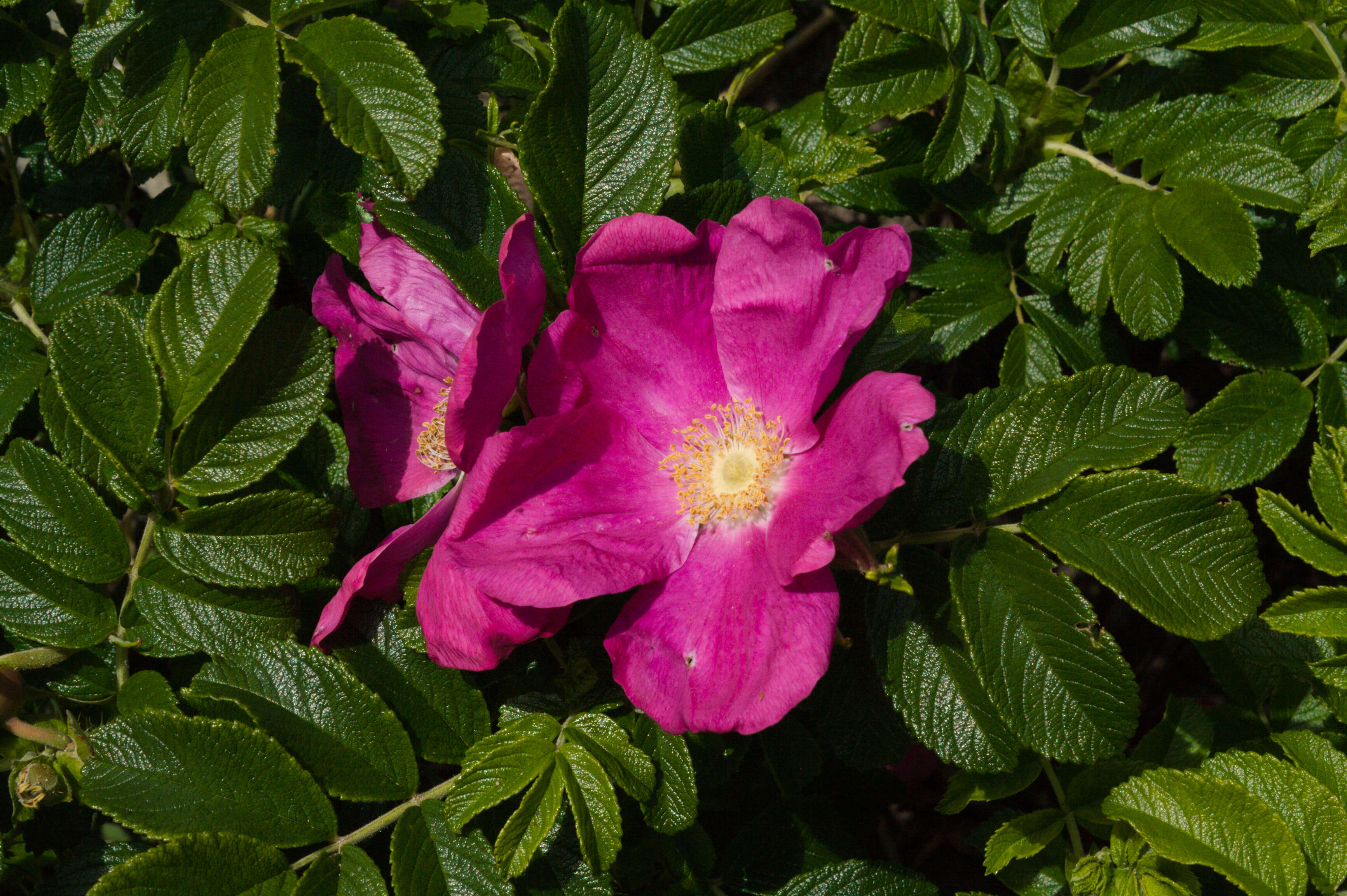 Image of japanese rose