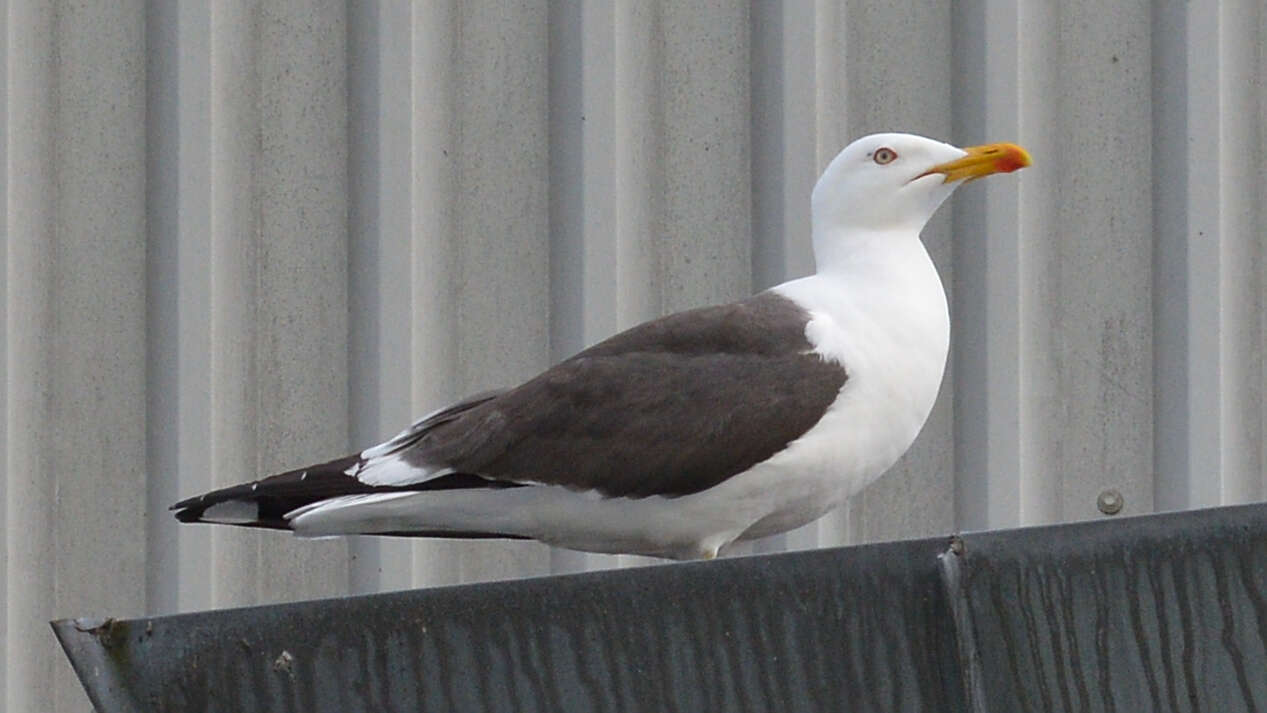 Image of Lesser Black-backed Gull