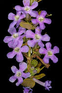 Image of Mauve freylinia