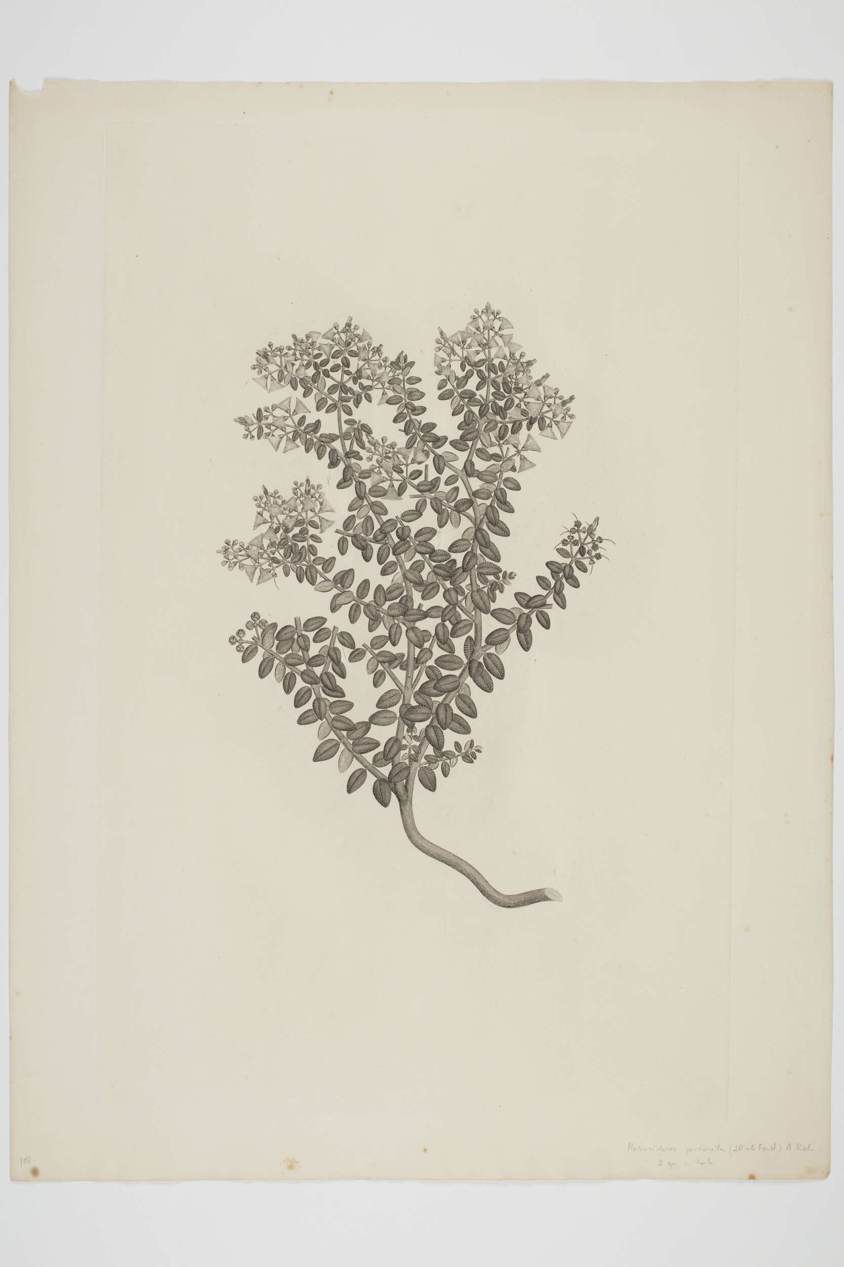 Image of Metrosideros perforata (J. R. & G. Forst.) A. Rich.