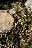 Imagem de Myosotis bryonoma Meudt, Prebble & Thorsen