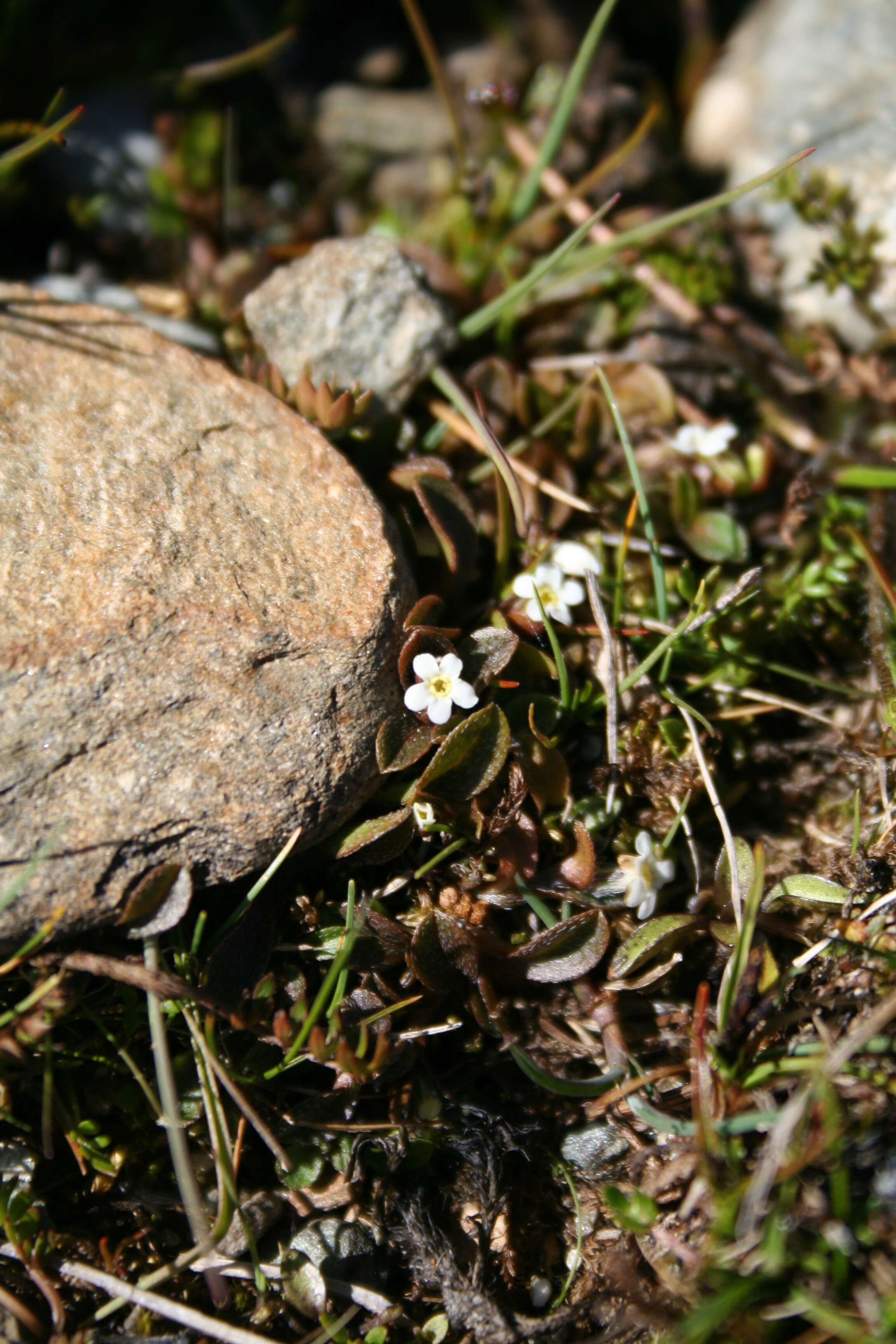 Image of Myosotis bryonoma Meudt, Prebble & Thorsen