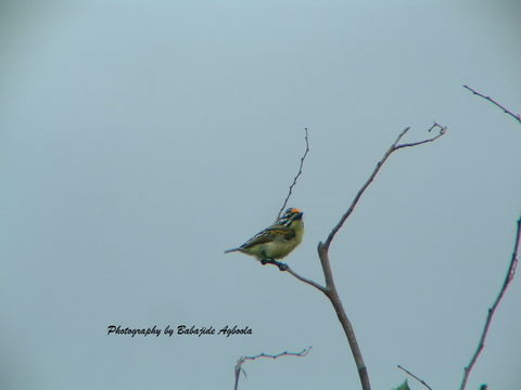 18.https www inaturalist org photos 5616798.580x360