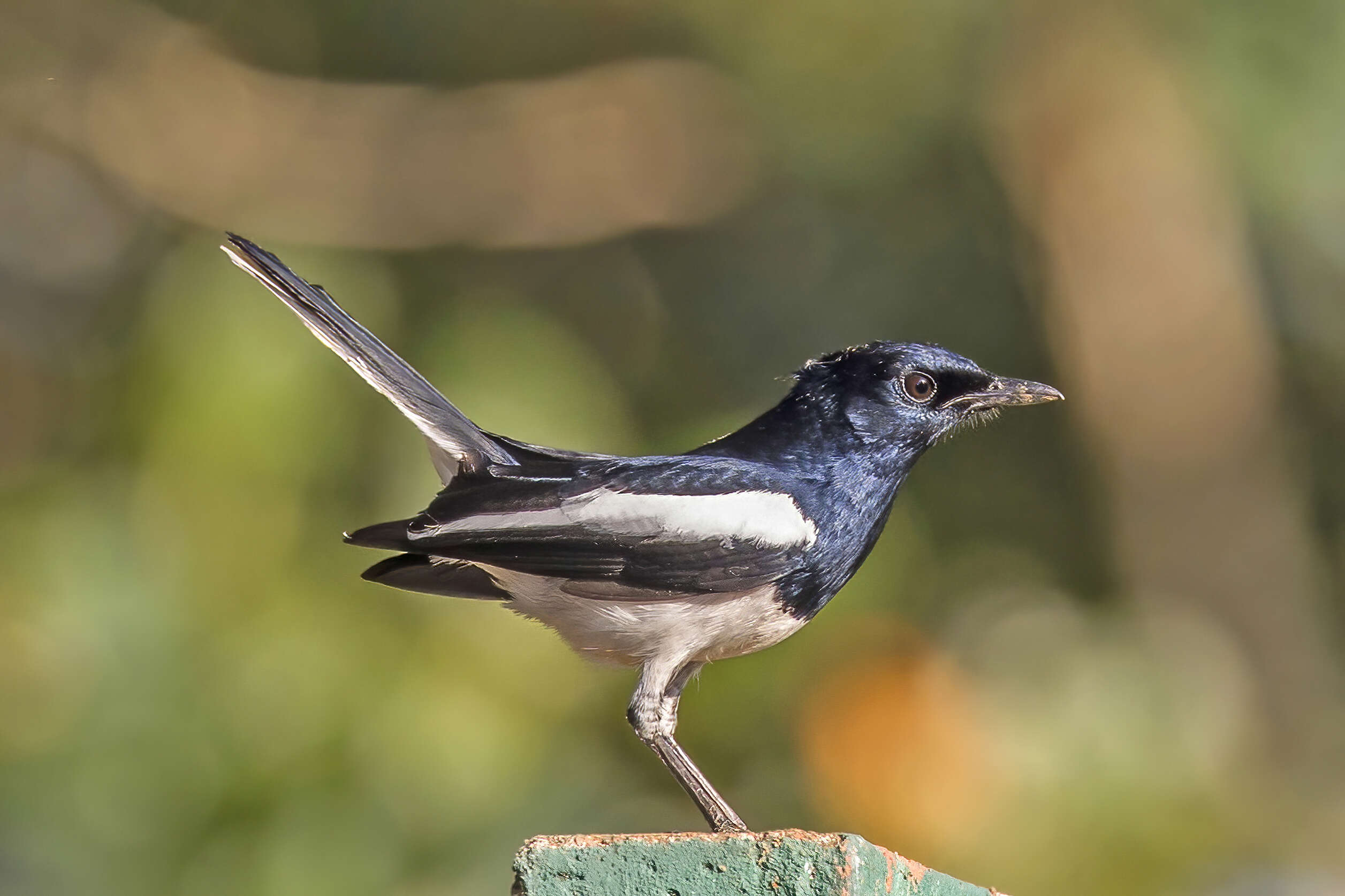 Image of Oriental Magpie Robin