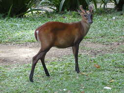 Image of Barking Deer