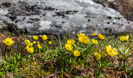 Image of snow buttercup