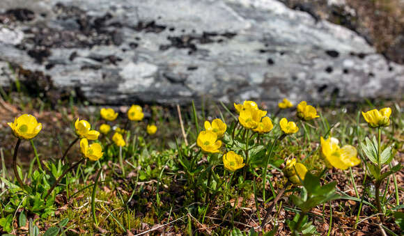 Image of snow buttercup