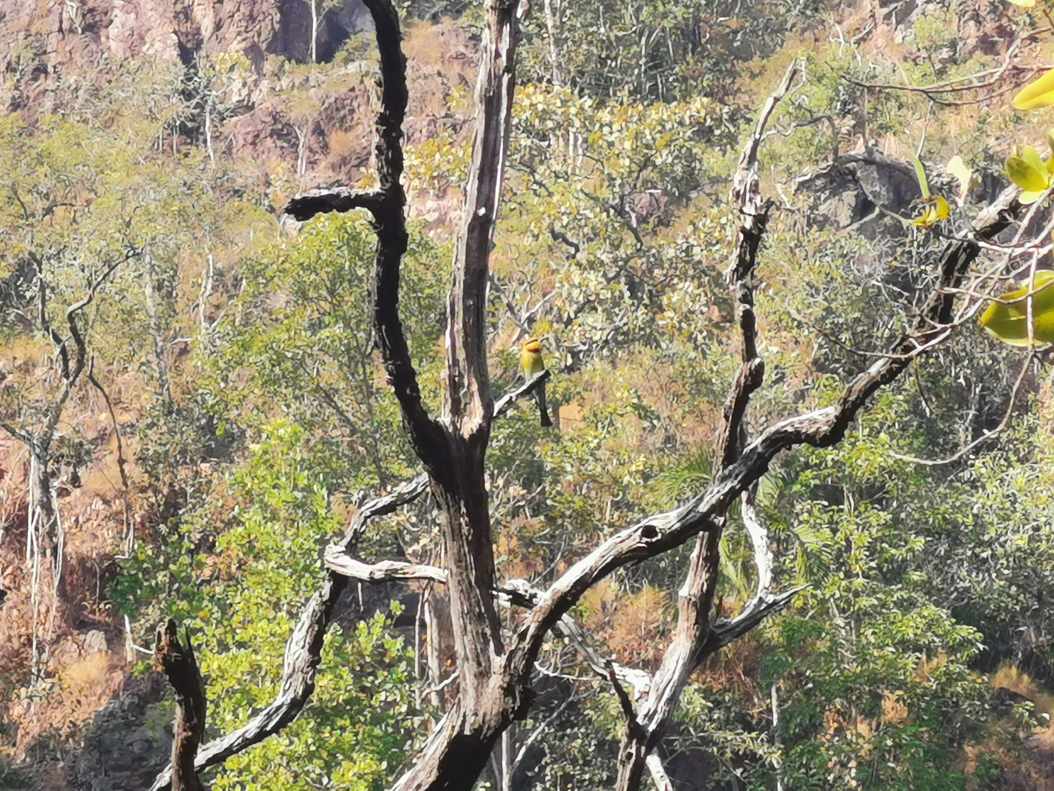 Image of Rainbow Bee-eater