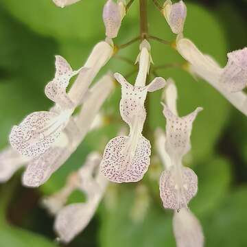 Image de Plectranthus verticillatus (L. fil.) Druce