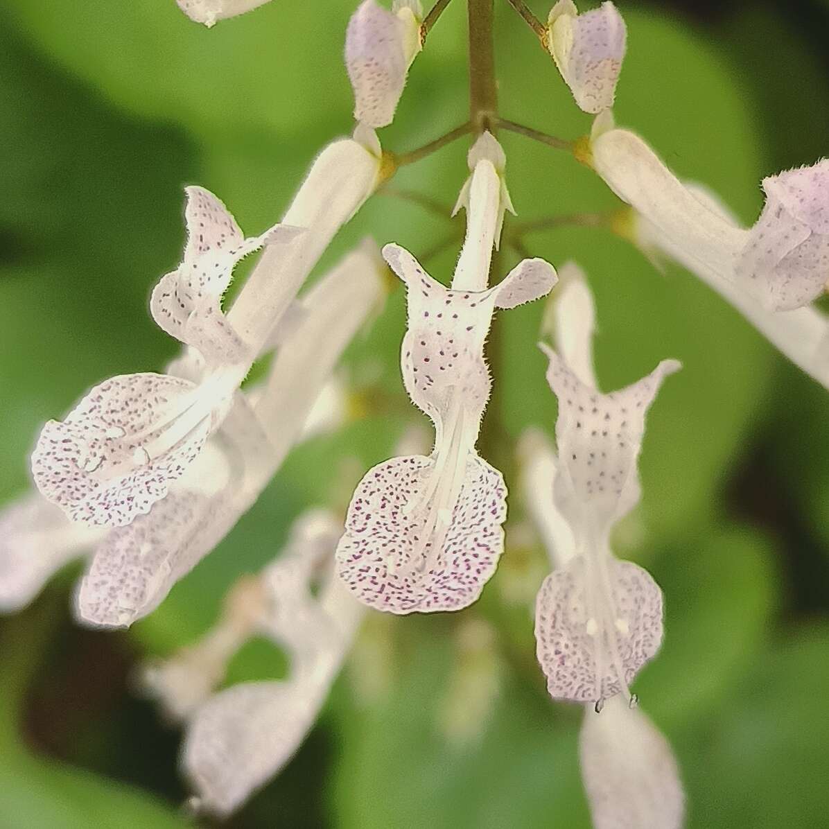 Image of whorled plectranthus