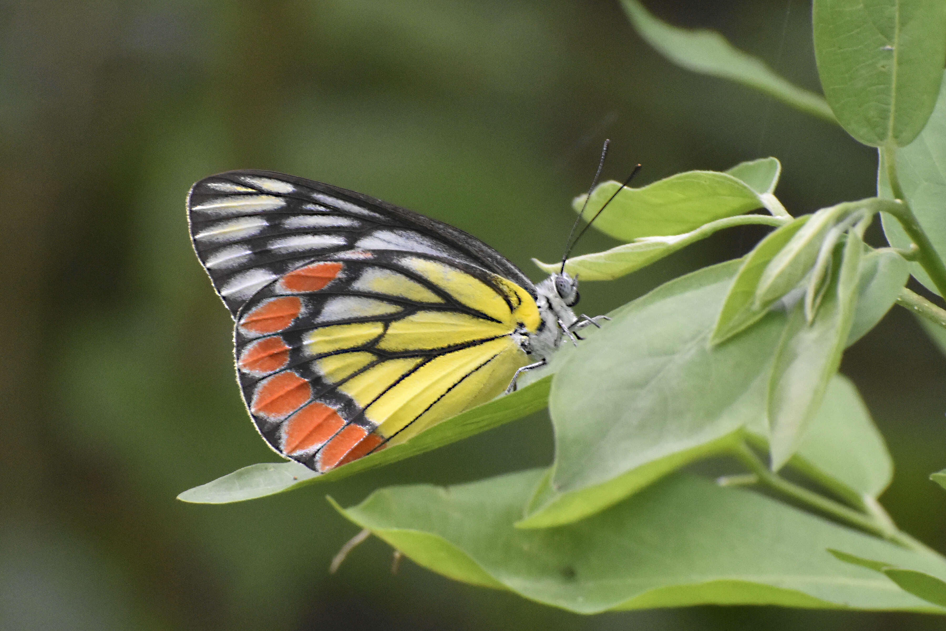 Image of Common Jezebel