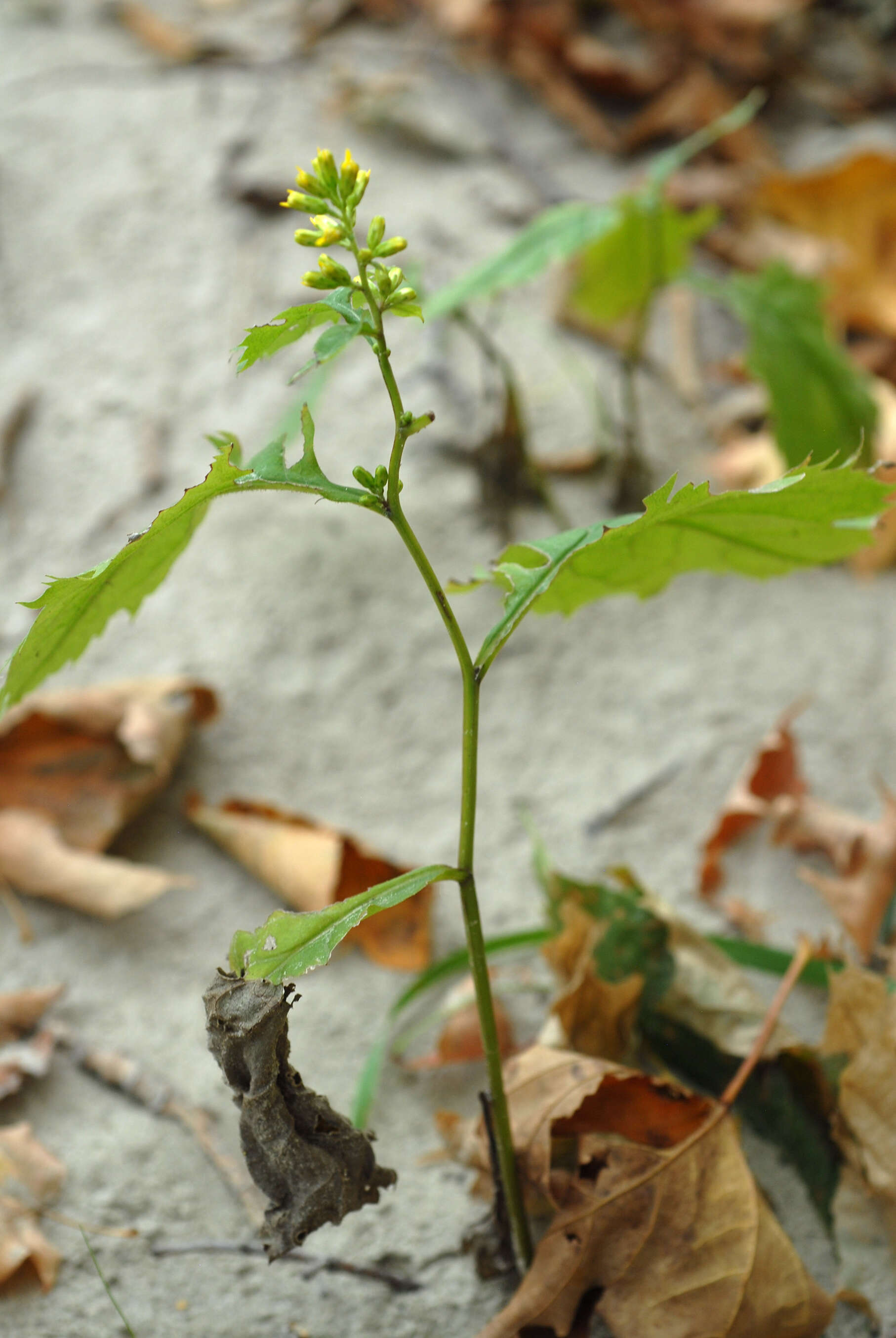 Image of Broad-leaved goldenrod