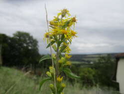 Image of goldenrod