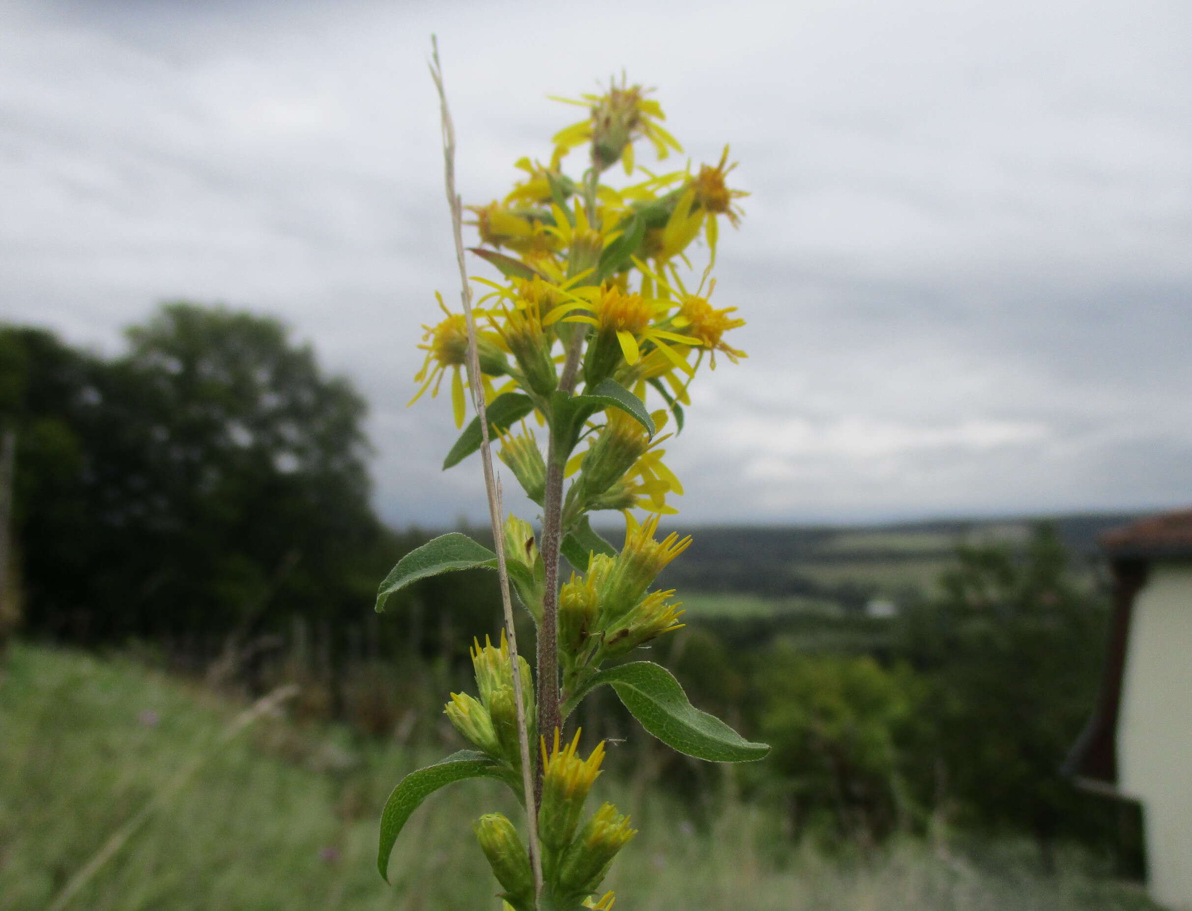 Image of goldenrod