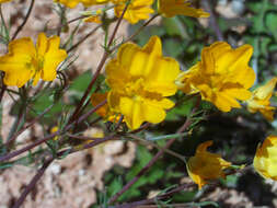 Image of Hypecoum procumbens L.