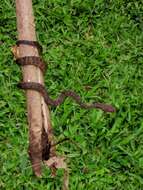 Image of Fiji Island Boa