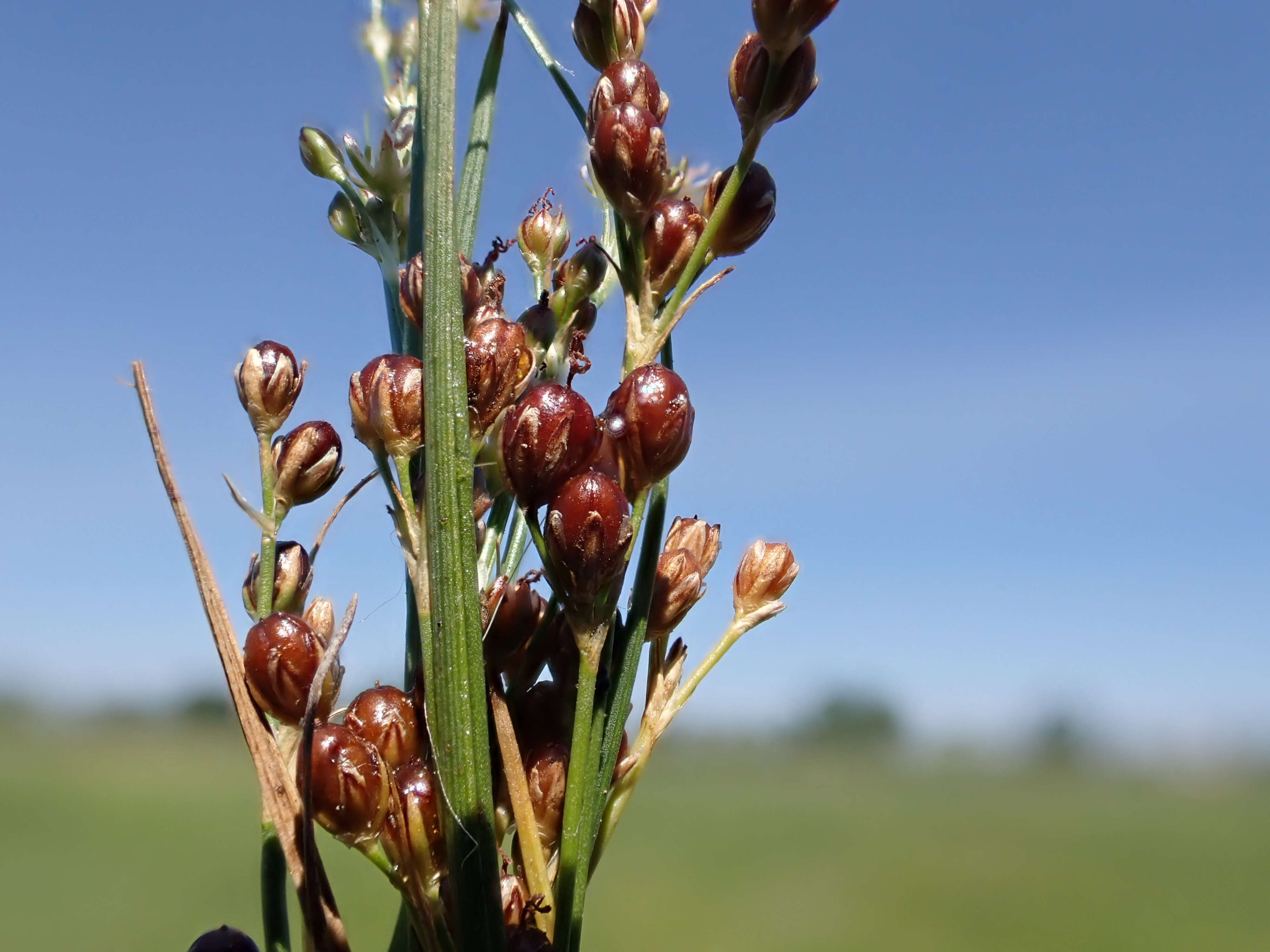 Image of Round-fruited Rush