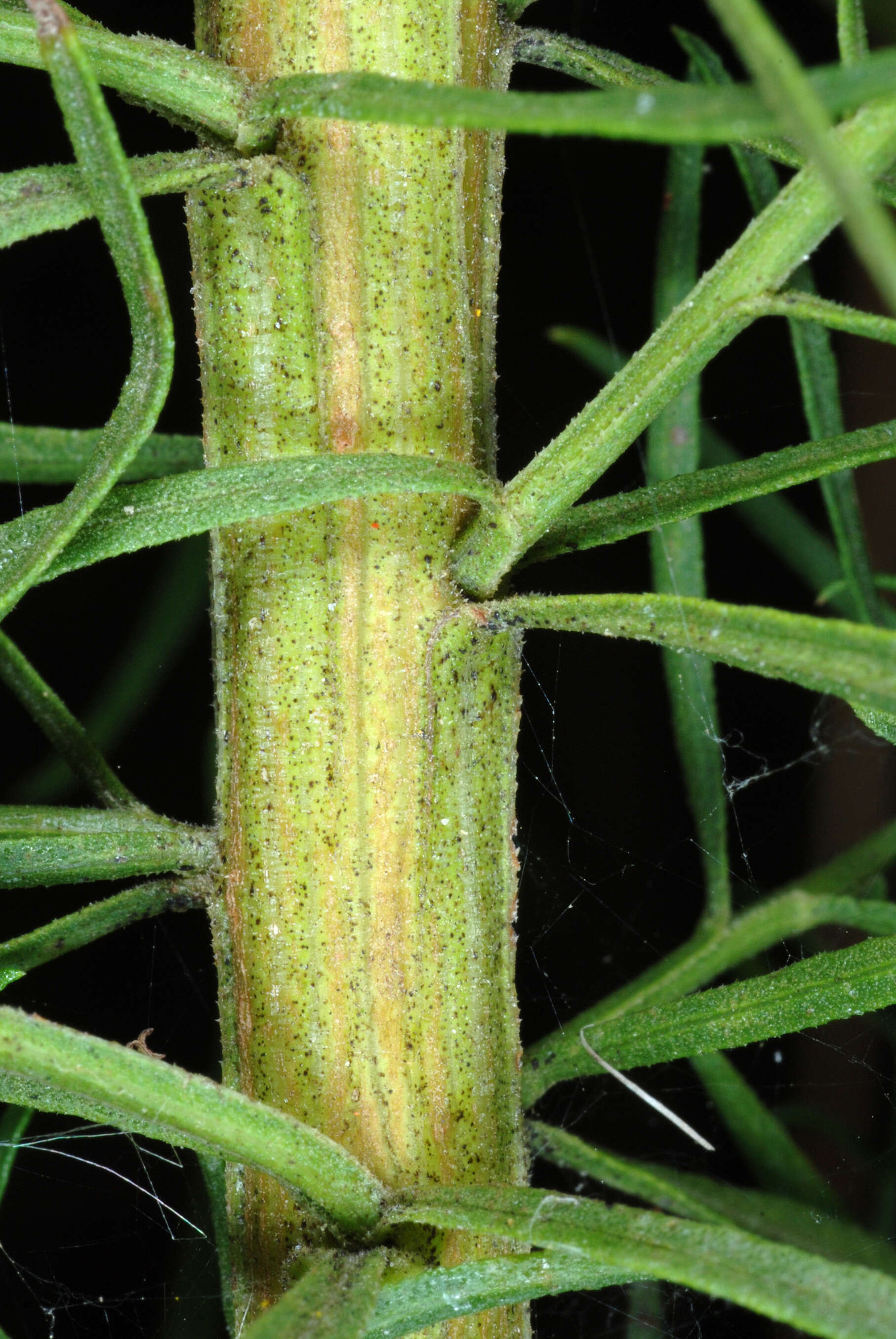 Image of Slender Goldentop