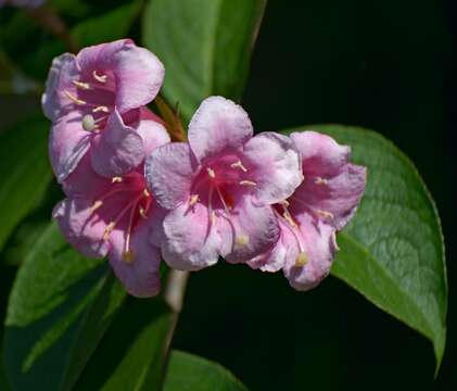 Image of Weigela hortensis (Sieb. & Zucc.) K. Koch