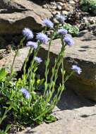 Image of Globularia trichosantha Fischer & C. A. Meyer