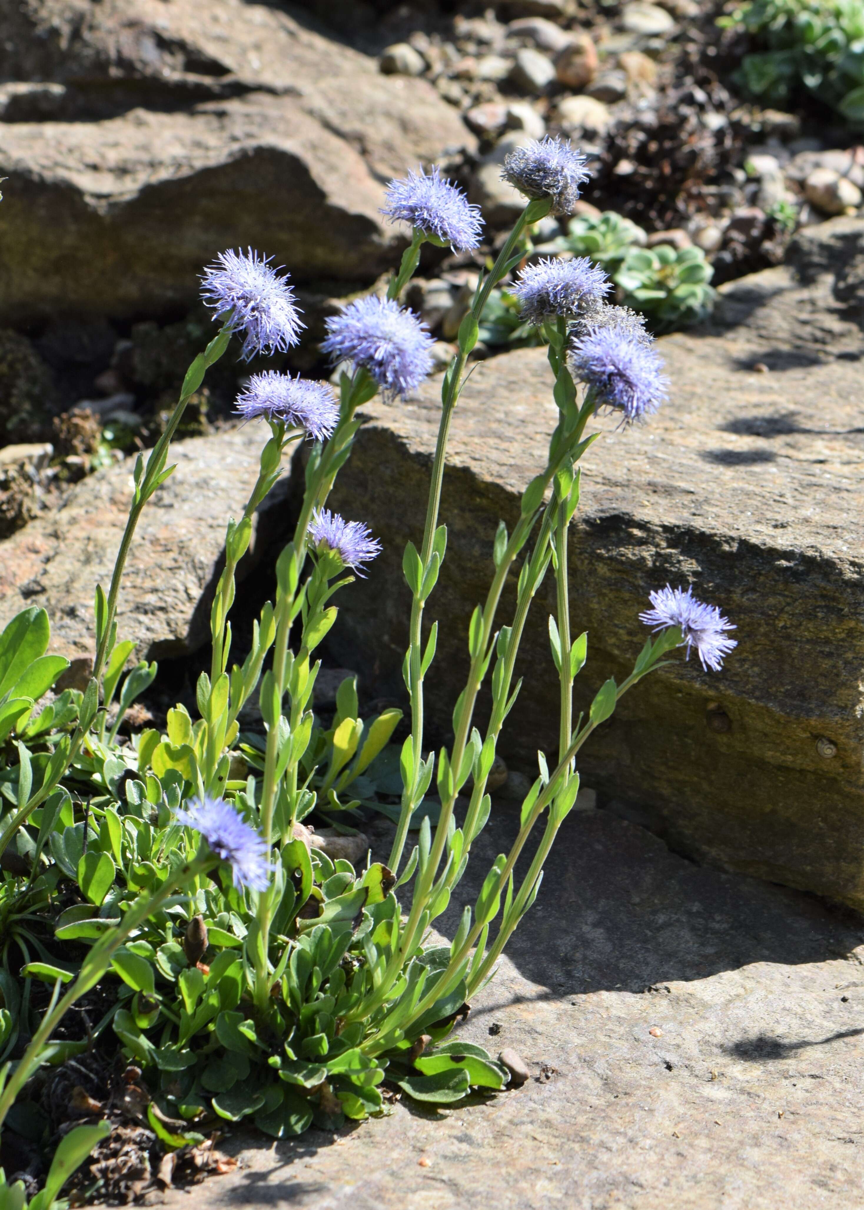 Image de Globularia trichosantha Fischer & C. A. Meyer