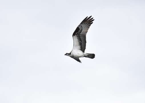 Image of ospreys