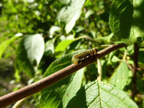 Image of Currantworm