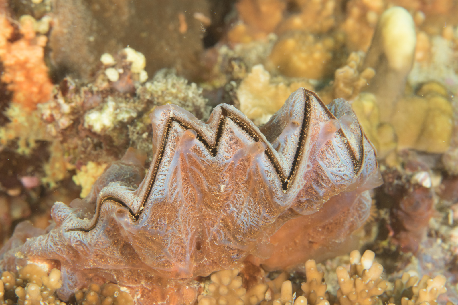 Image of Cock's comb oyster