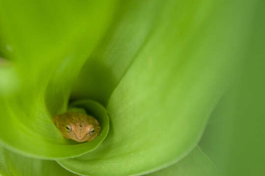 Image of Coorg Yellow Bush Frog