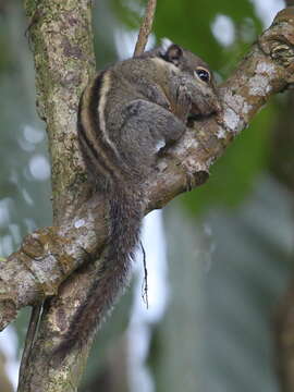 Tamiops mcclellandii (Horsfield 1840) resmi