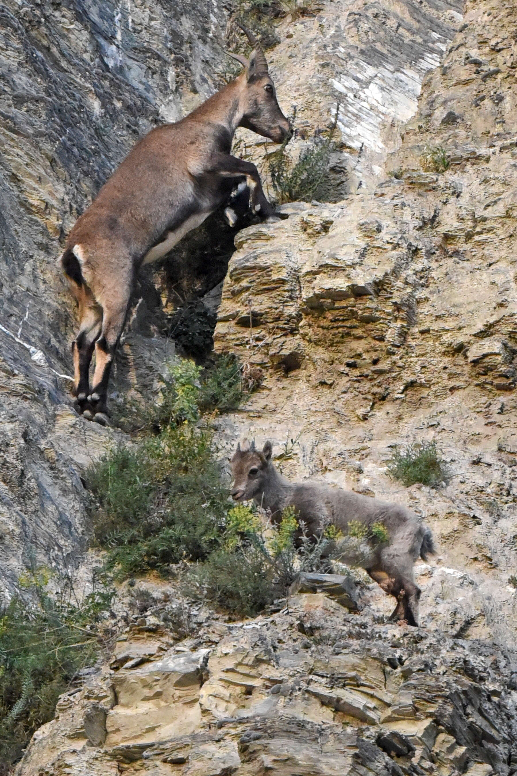 Image of Alpine Ibex