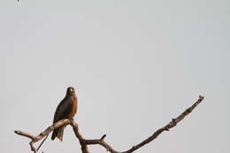 Image of Black Kite