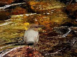 Image of American Dipper