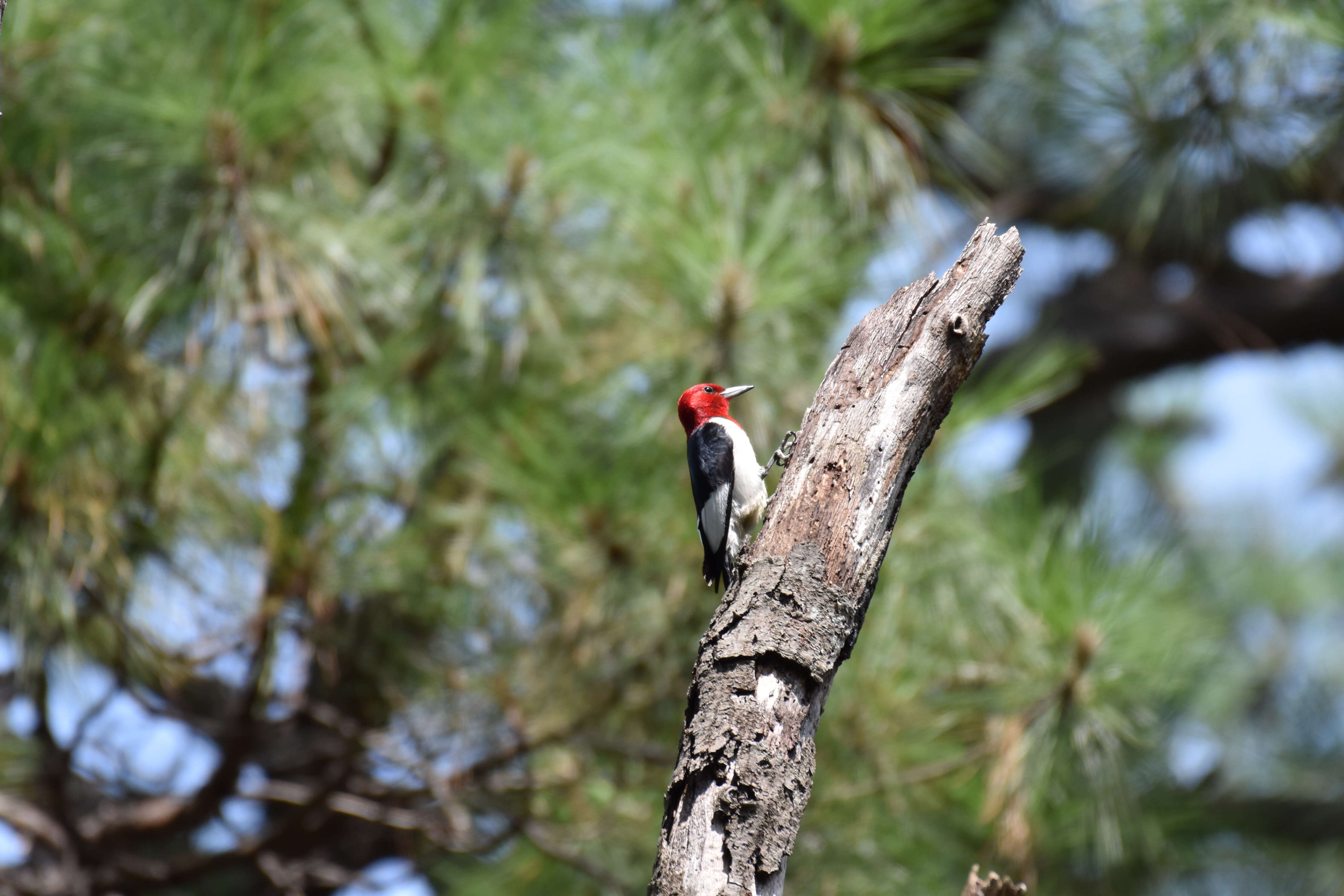 Image of Red-headed Woodpecker