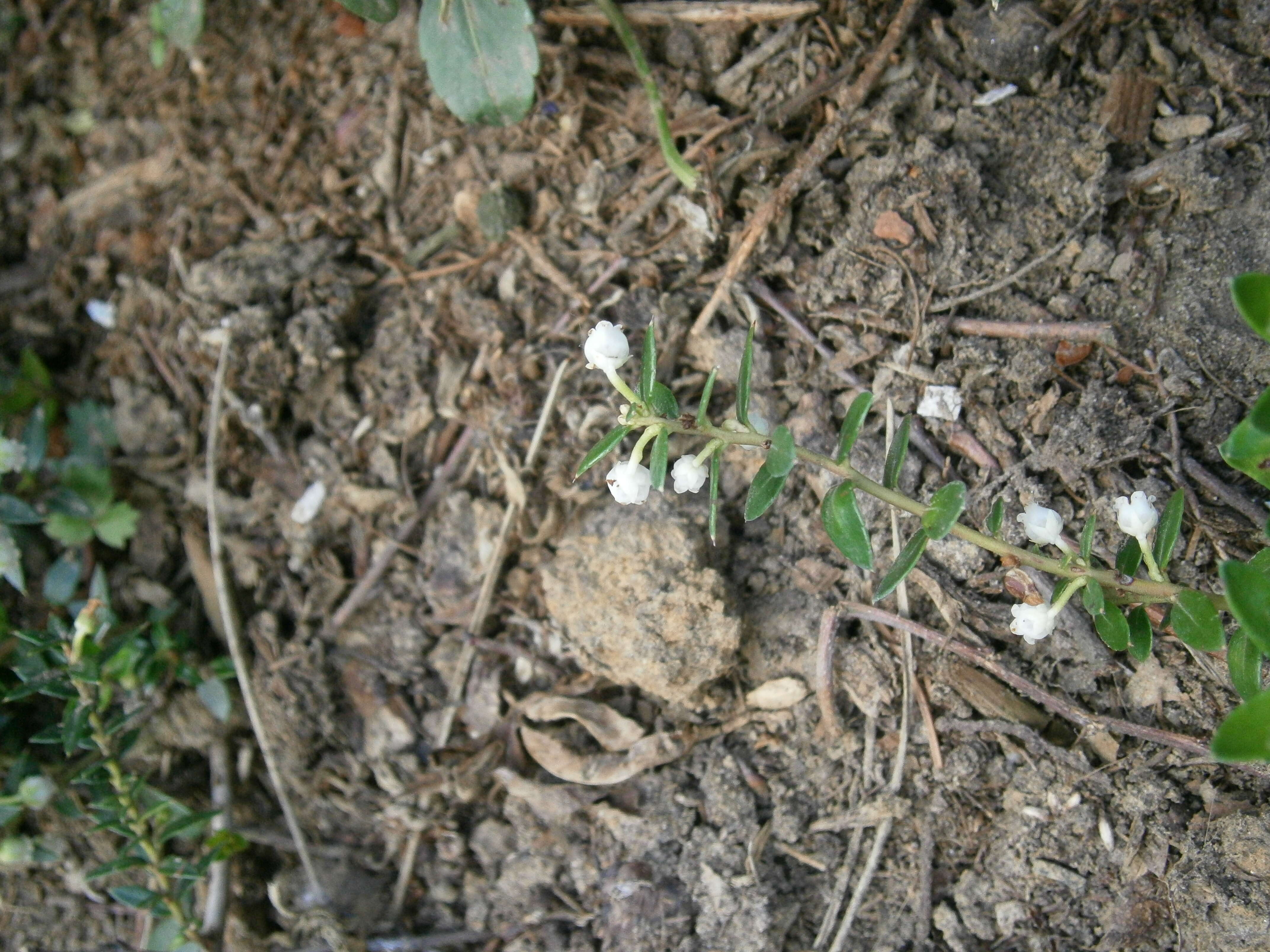 Image of Gaultheria mucronata (L. fil.) E. J. Remy