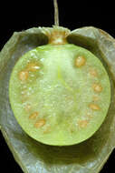 Image of cutleaf groundcherry