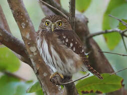 Image of Ferruginous Pygmy Owl