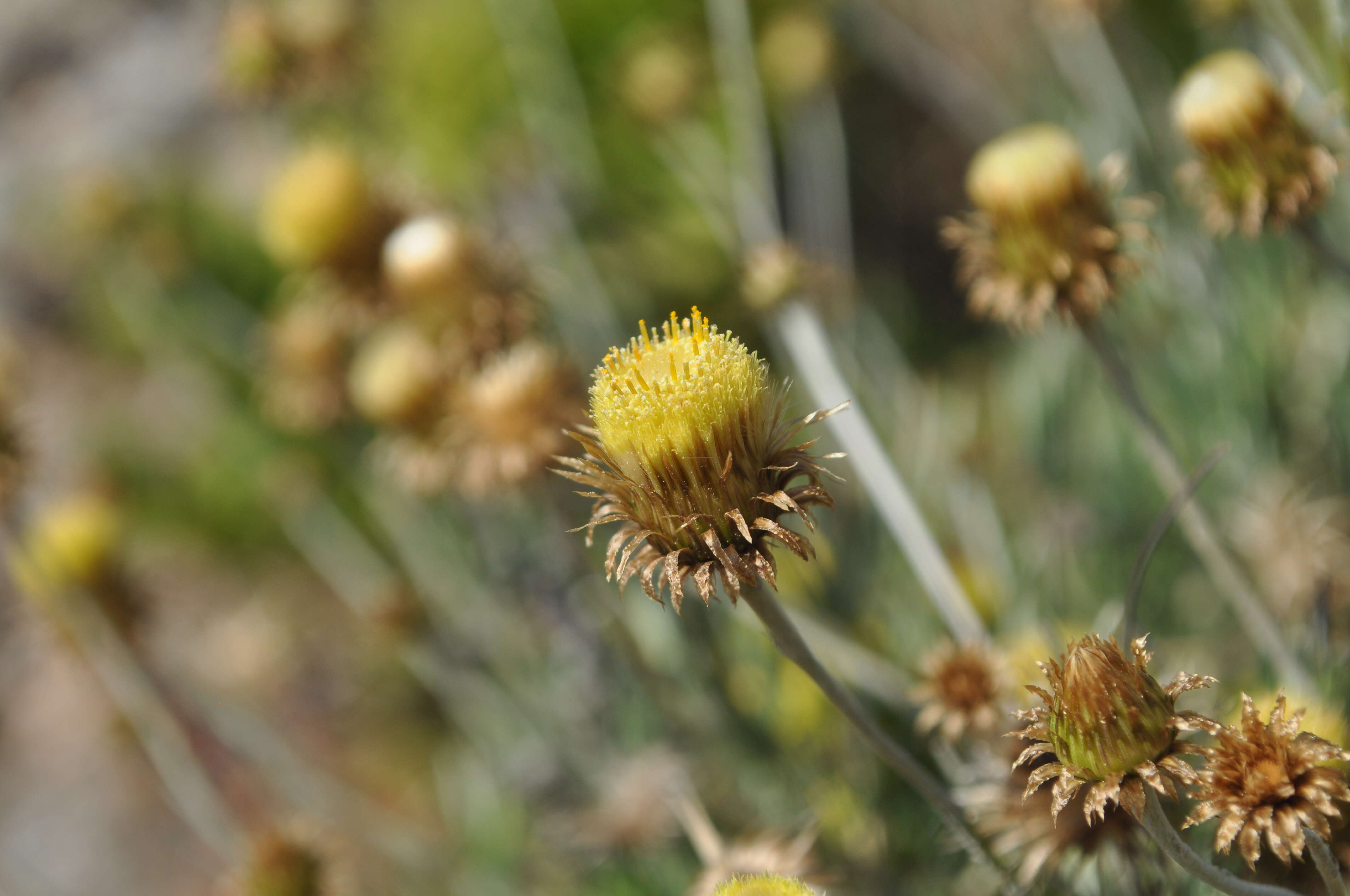 Image of Phagnalon saxatile (L.) Cass.