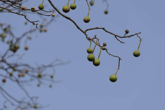 Image of sacred garlic pear