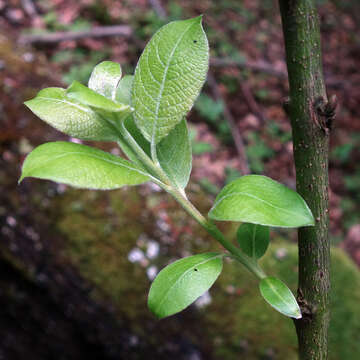 Image of goat willow