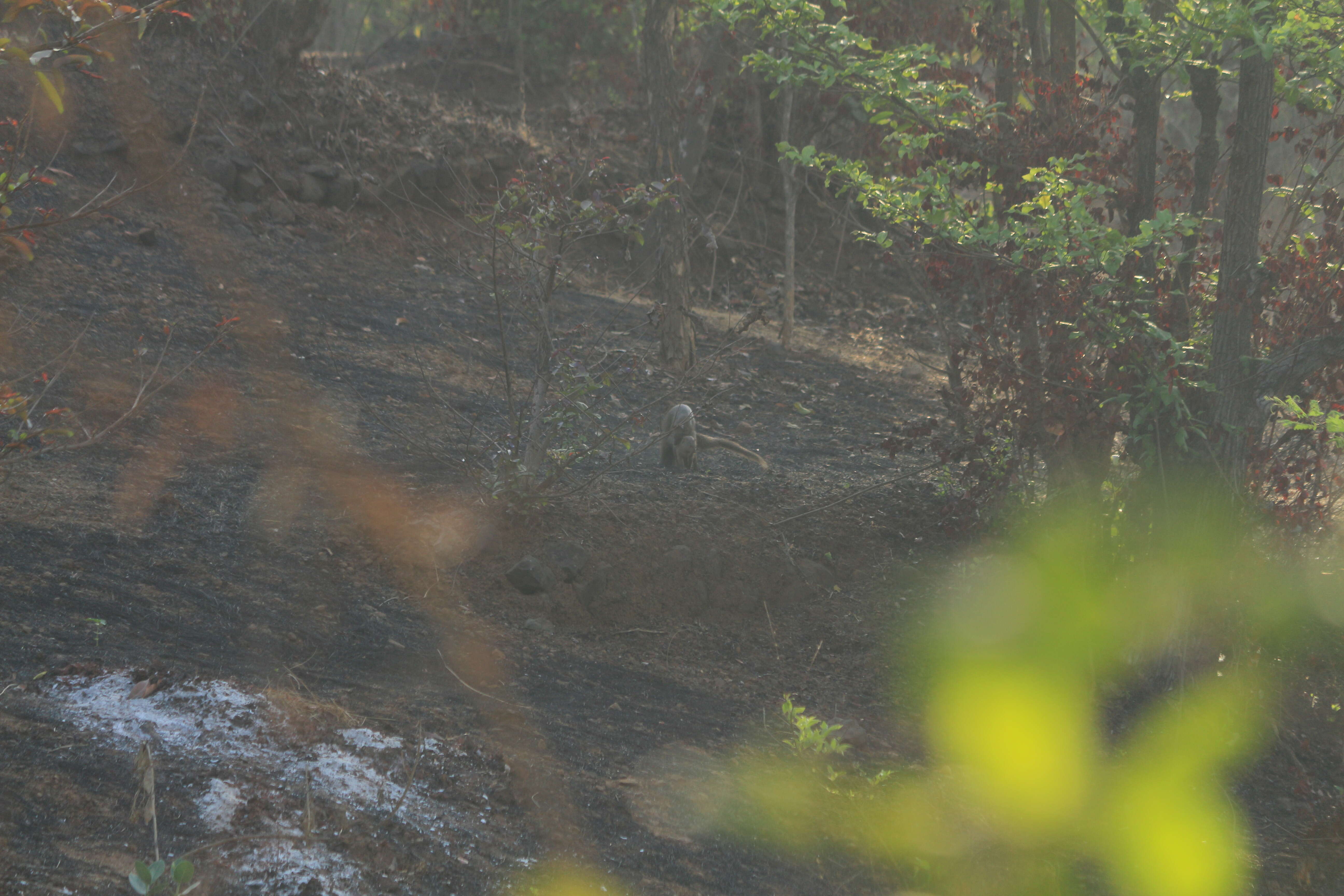 Image of Indian Gray Mongoose