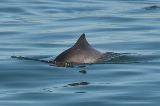 Image of Common porpoises