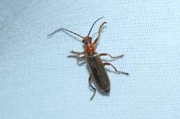 Image de Cantharis rufa