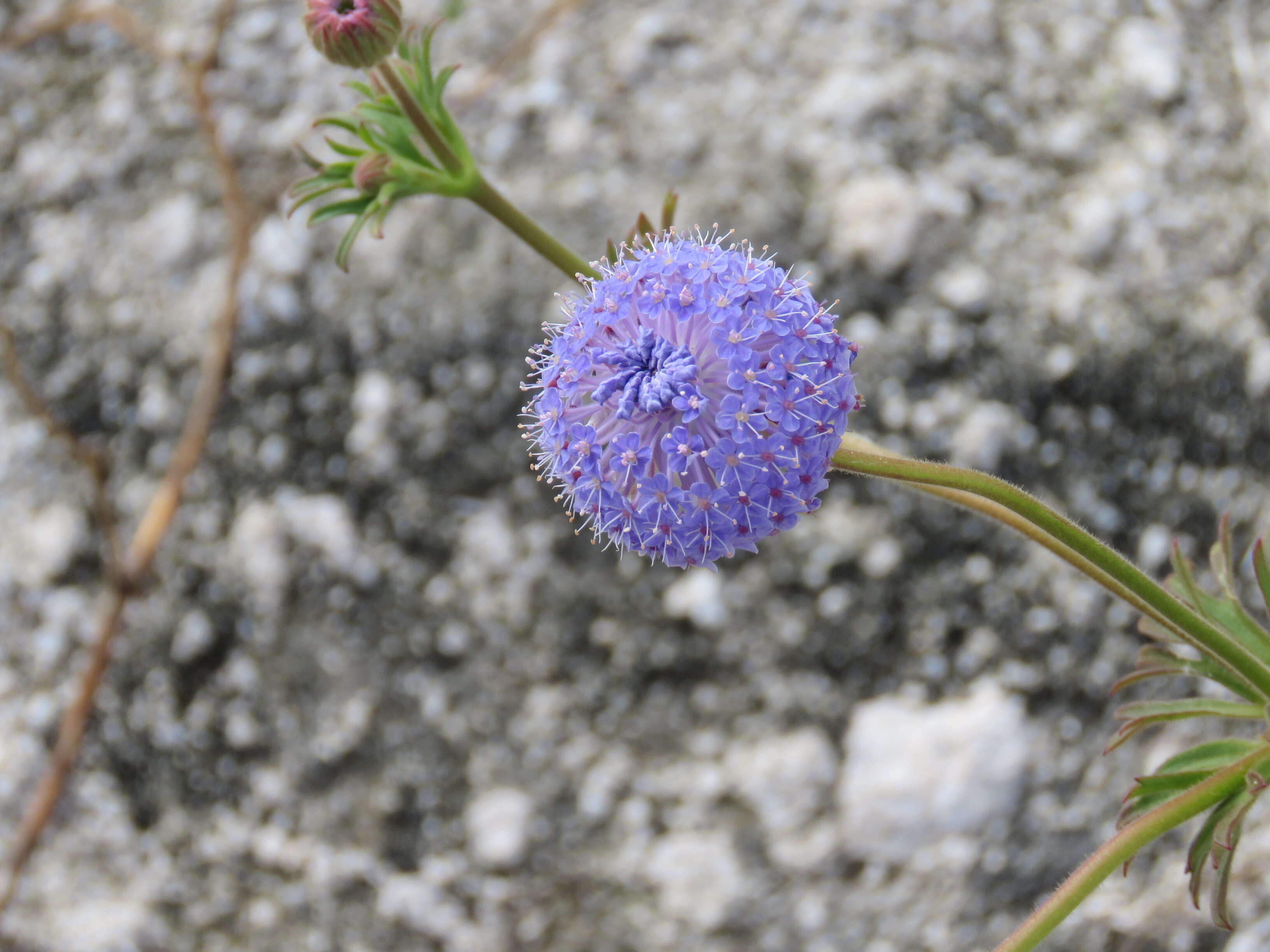 Image of Trachymene coerulea R. Grah.