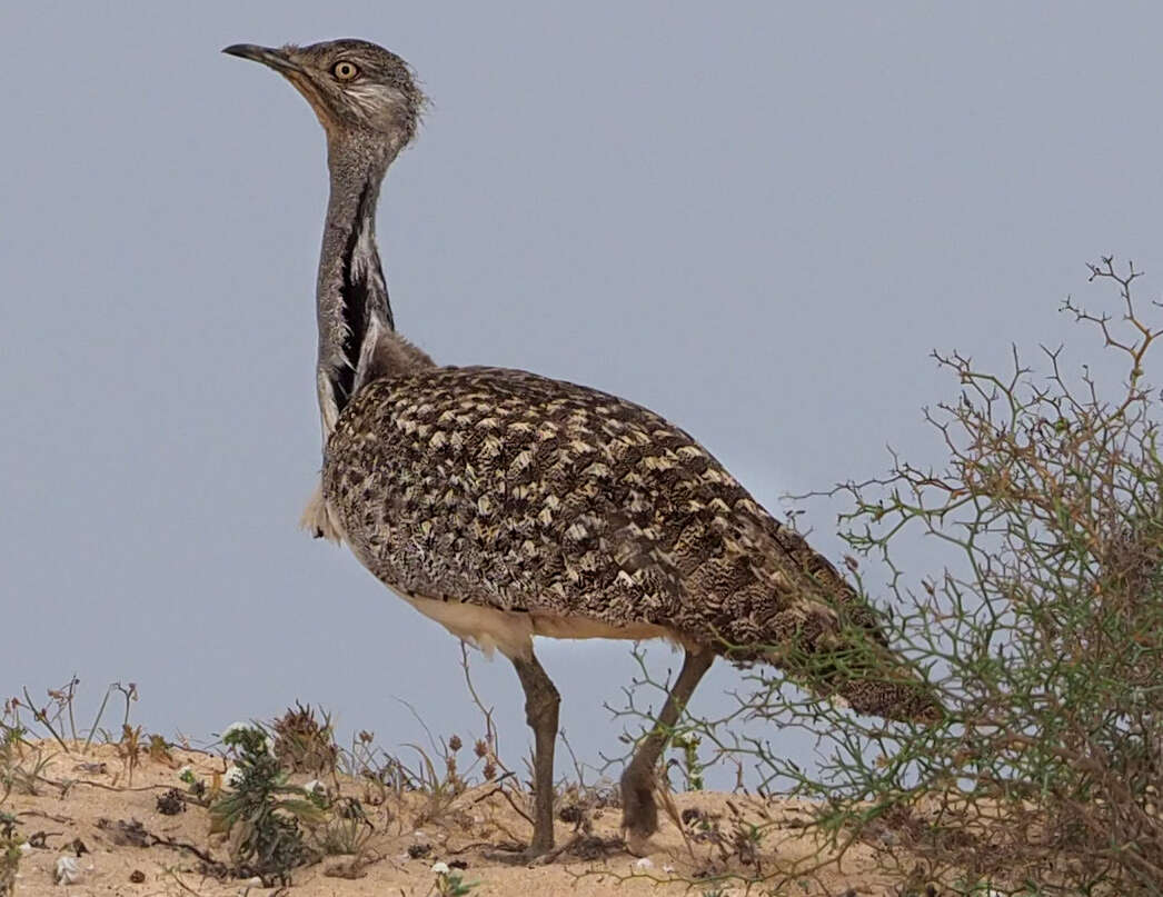 Image of Chlamydotis undulata fuertaventurae (Rothschild & Hartert 1894)