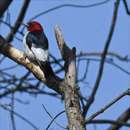 Image of Red-headed Woodpecker