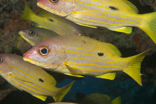 Image of Blackspot snapper