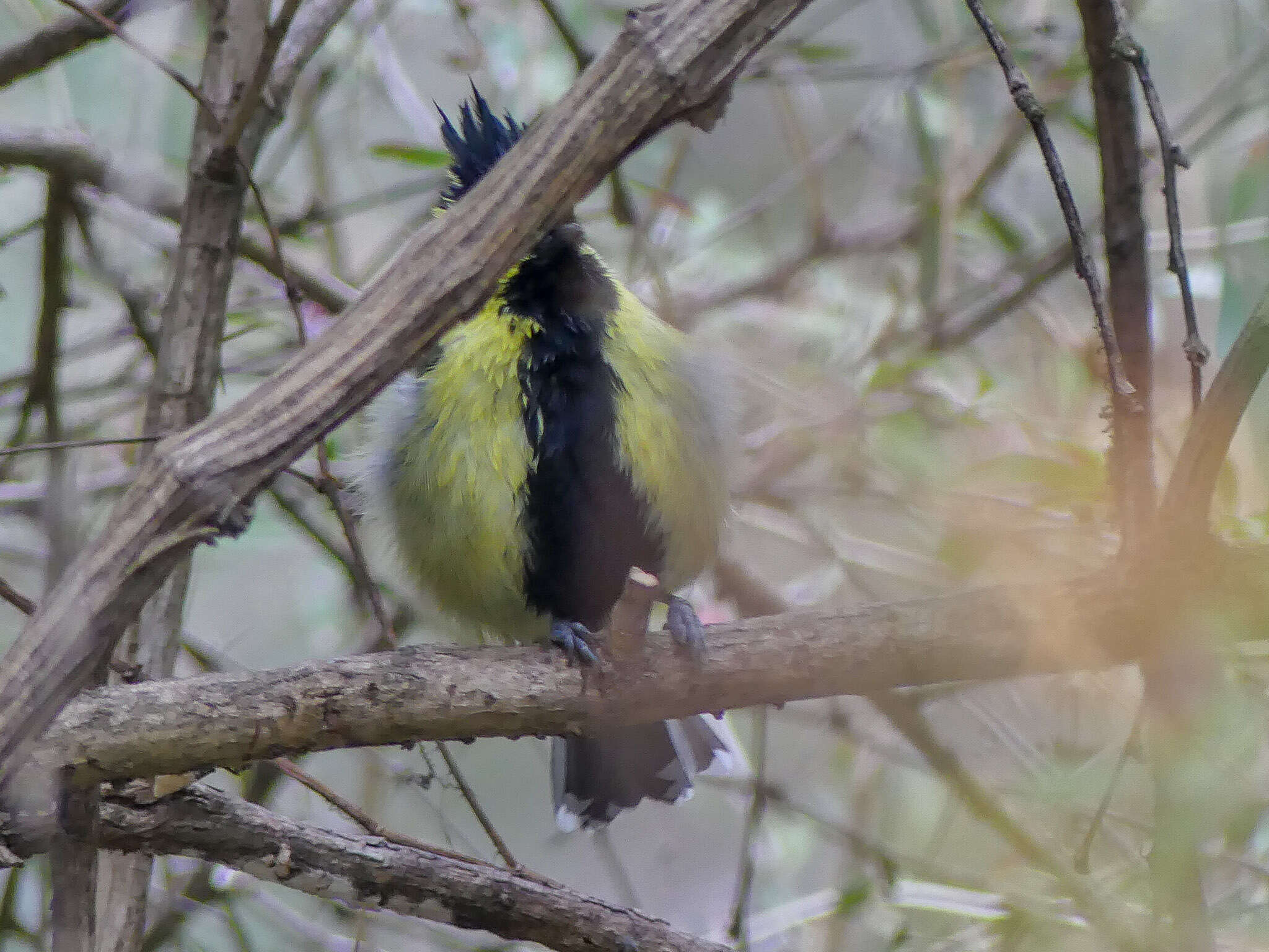 Image of Black-lored Tit