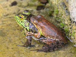 Слика од Lithobates catesbeianus (Shaw 1802)