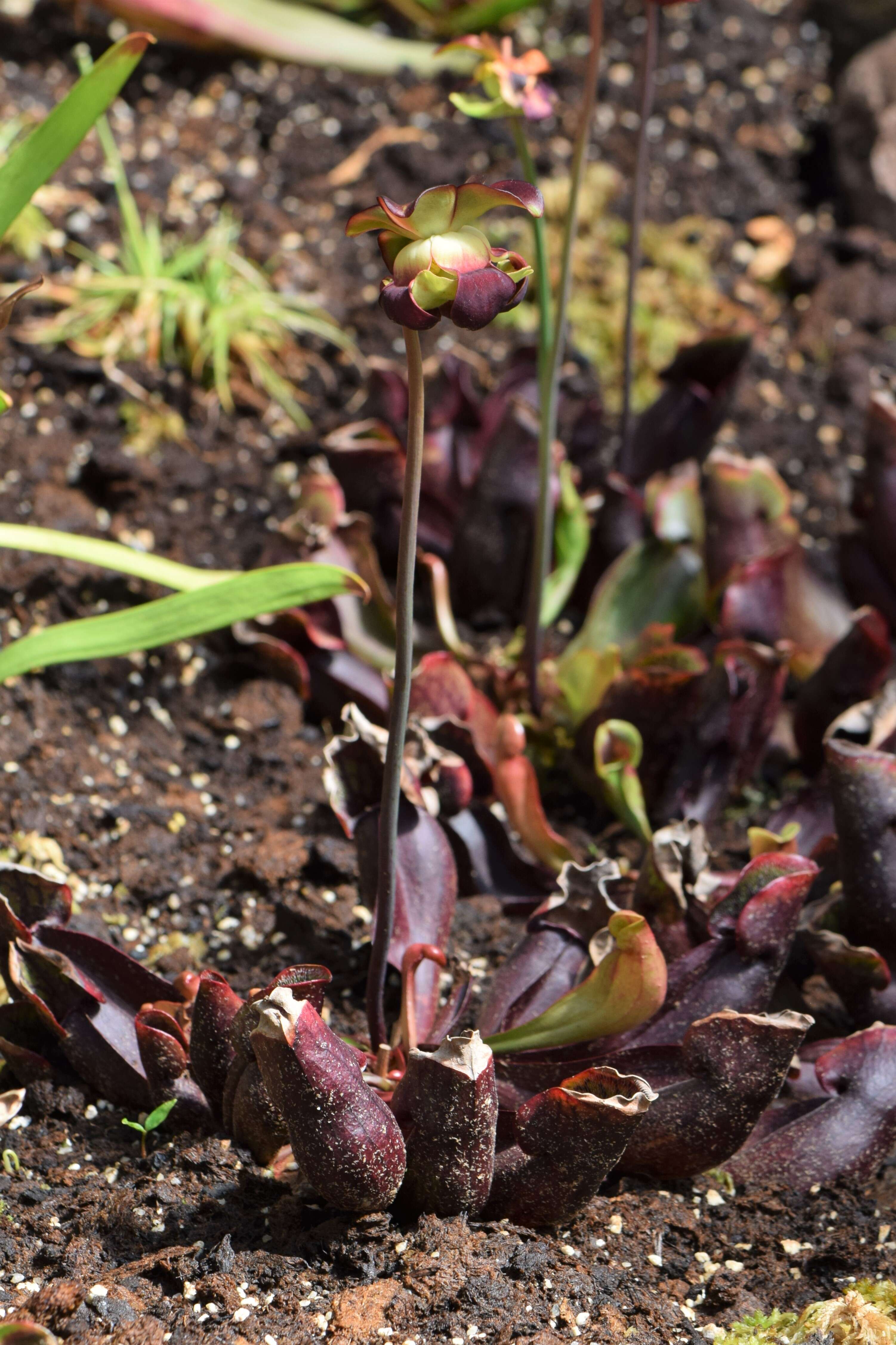 Image of purple pitcherplant